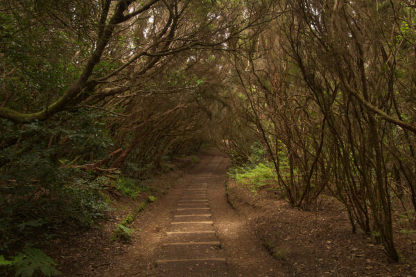 Tenerife, tangled and dark forests of Anaga rural park in the north east part of the island