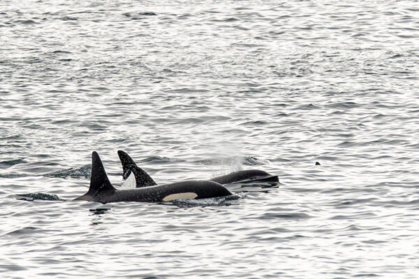 Fotoreis West IJsland - Snaefellsnes, Avontuurlijke Fotoreizen 18