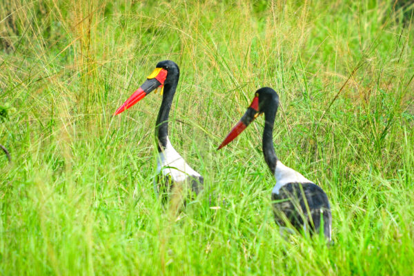 Fotoreis Uganda - Avontuurlijke Fotoreizen-13