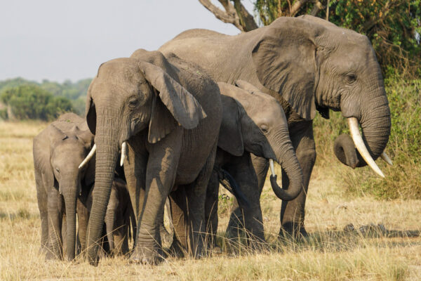 Fotoreis Uganda - Avontuurlijke Fotoreizen-26