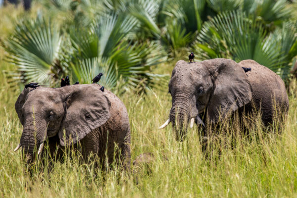 Fotoreis Uganda - Avontuurlijke Fotoreizen-30