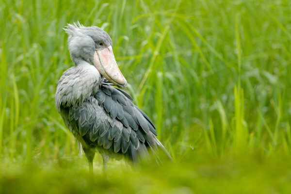 Fotoreis Uganda - Avontuurlijke Fotoreizen-34