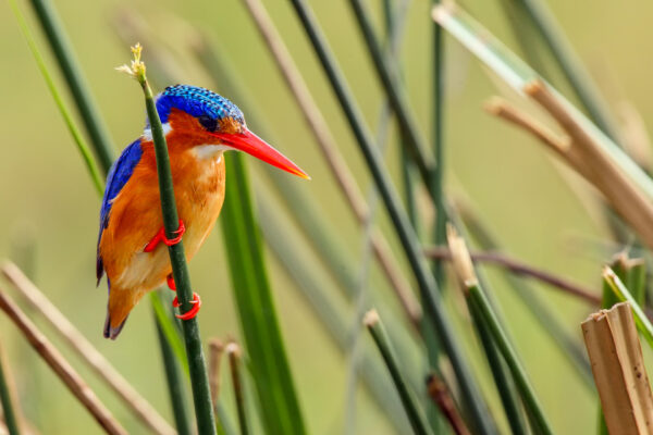 Fotoreis Uganda - Avontuurlijke Fotoreizen-35