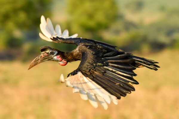 Fotoreis Uganda - Avontuurlijke Fotoreizen-37