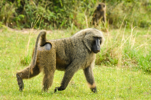 Fotoreis Uganda - Avontuurlijke Fotoreizen-40