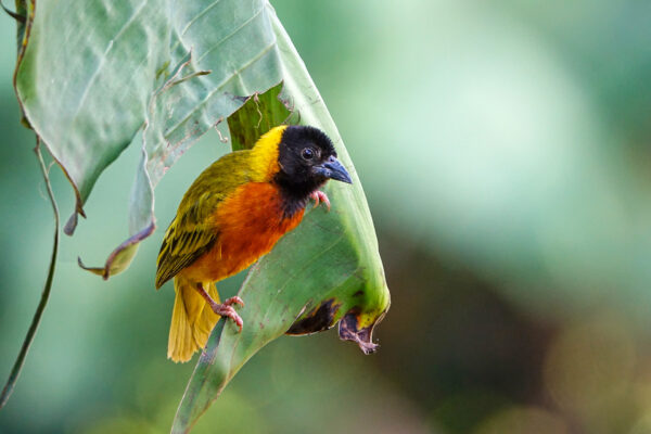 Fotoreis Uganda - Avontuurlijke Fotoreizen-47