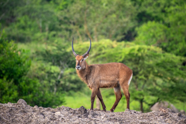 Fotoreis Uganda - Avontuurlijke Fotoreizen-5