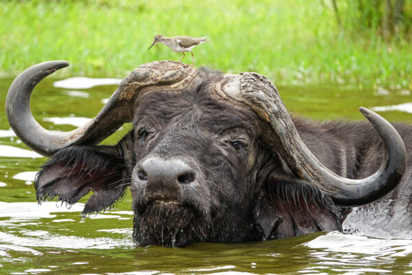 Fotoreis Uganda - Avontuurlijke Fotoreizen-50