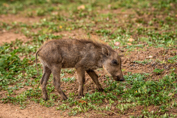 Fotoreis Uganda - Avontuurlijke Fotoreizen-8