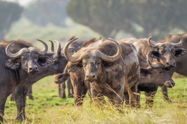 Herd of African Buffalo ( Syncerus caffer), Queen Elizabeth National Park, Uganda.  Horizontal.