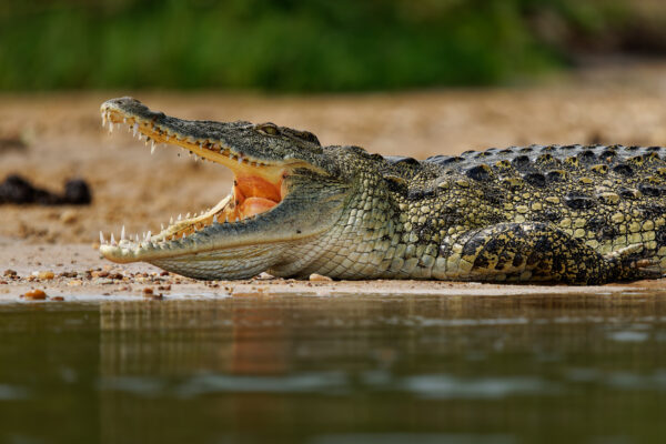 Nile Crocodile - Crocodylus niloticus large crocodilian native to freshwater habitats in Africa, laying on the riverside and opening mouth with big teeth. Big dangerous reptile in Uganda.