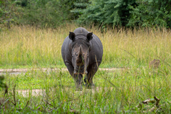 Fotoreis Uganda - Avontuurlijke Fotoreizen neushoorn