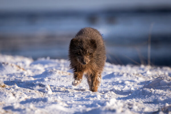Fotoreis West IJsland, Sneafellsnes - Avontuurlijke Fotoreizen-39