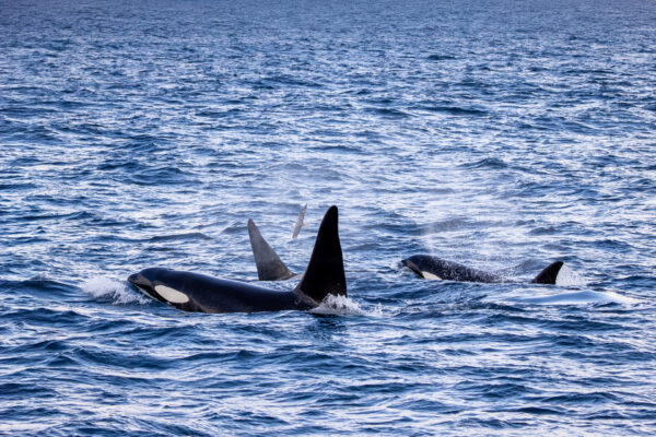 Fotoreis West IJsland, Sneafellsnes - Avontuurlijke Fotoreizen-64