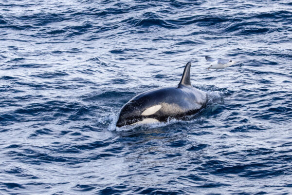 Fotoreis West IJsland, Sneafellsnes - Avontuurlijke Fotoreizen-70
