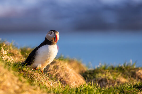 Puffins Borgarfjarð Eystri, IJsland-17
