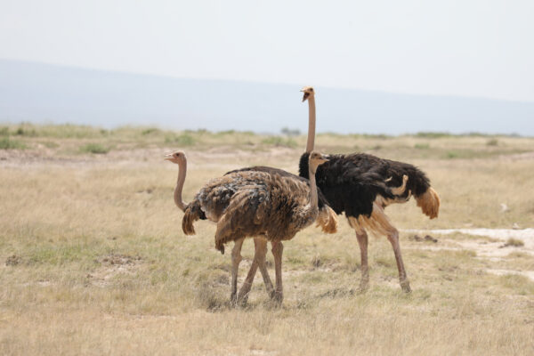 Ostrich group in the savannah - Kenya
