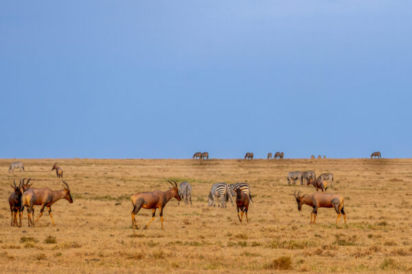 Fotoreis Kenia en Tanzania - Avontuurlijke Fotoreizen-11