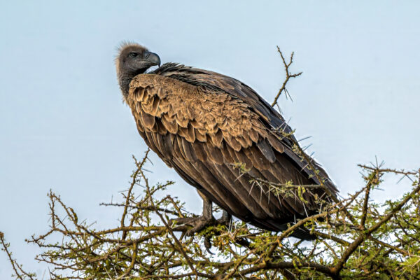 Fotoreis Kenia en Tanzania - Avontuurlijke Fotoreizen-12