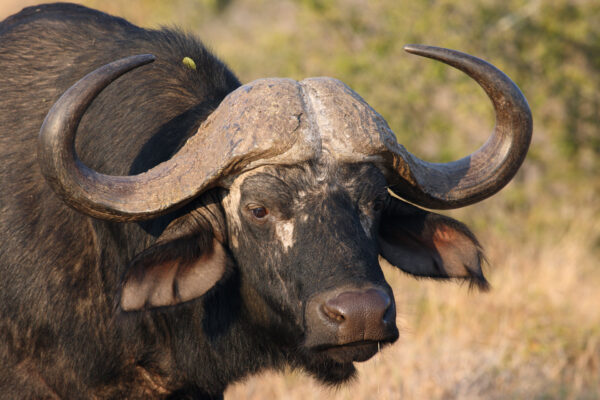 Buffalo portrait showing solid boss and large horns .