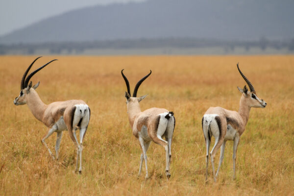 Gazelles