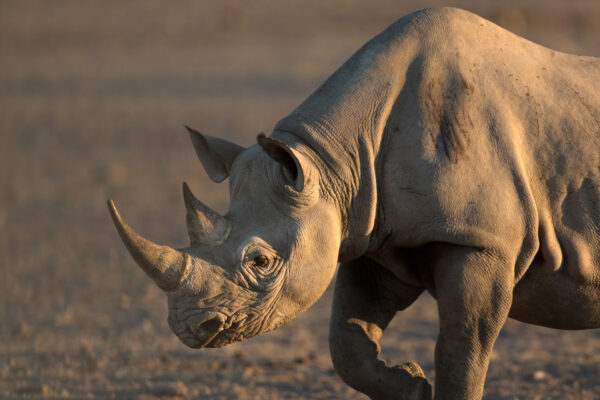 Black Rhino walking to a water hole in Etosha National Park.
