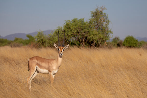 Gerenuk, while on safari in Samburu National Reserve, Kenya, Africa