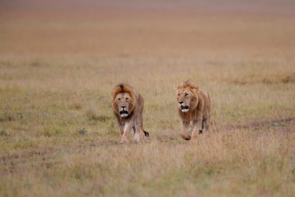 Brotherhood - coalition of male lion on the plains of the Masai Mara Game Reserve in Kenya