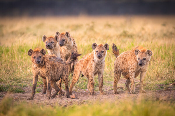 Hyenas